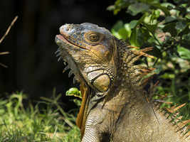 Green iguana (Iguana iguana), Costa Rica