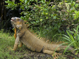 Green iguana (Iguana iguana), Costa Rica