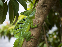 Frontal lobe basilisk, Costa Rica, Central America