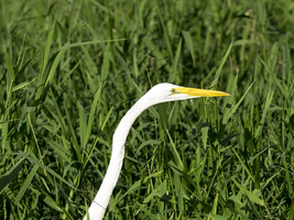 Great White Egret (Ardea alba) elongated neck, white against green reeds, Tortuguero National Park, Costa Rica, Central America.