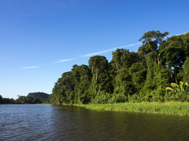 Jungle in Tortuguero National Park, Costa Rica, Central America
