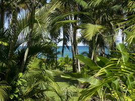 Caribbean coast with palm trees, Costa Rica, Central America