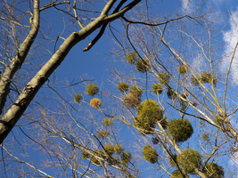 Tree with many mistletoe, Germany