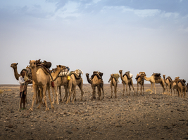 Camel caravan, Danakil desert, Ethiopia, Africa