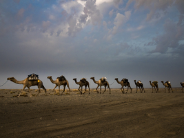 Camel caravan, Danakil desert, Ethiopia, Africa