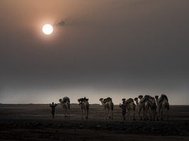 Camel caravan, Danakil desert, Ethiopia, Africa