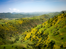 Mountain landscape with yellow flowering meadows, near Axum, Ethiopia, Africa