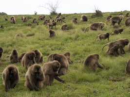 Gelada baboons, blood-breasted baboon (Theropithecus gelada), large herd on meadow while feeding, Semien National Park, Ethiopia, Africa