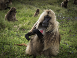 Gelada baboon (Theropithecus gelada), male, animal portrait, Semien National Park, Ethiopia, Africa