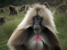 Dschelada Pavian (Theropithecus gelada), Männchen, Tierportrait, Semien Nationalpark, Äthiopien, Afrika /(/ Gelada baboon (Theropithecus gelada), male, animal portrait, Semien National Park, Ethiopia, Africa