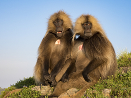 Gelada baboons (Theropithecus gelada), male, animal portrait, Semien National Park, Ethiopia, Africa