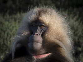 Gelada baboon (Theropithecus gelada), male, animal portrait, Semien National Park, Ethiopia, Africa