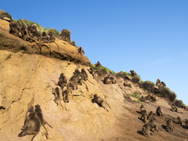 Gelada baboons, blood-breasted baboon (Theropithecus gelada), large herd on hillside, Semien National Park, Ethiopia, Africa