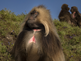 Gelada baboon (Theropithecus gelada), male with critical gaze, animal portrait, Semien National Park, Ethiopia, Africa