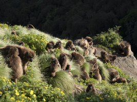 Gelada baboons, blood-breasted baboon (Theropithecus gelada), large herd while eating in the grass, Semien National Park, Ethiopia, Africa