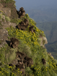 Dschelada baboons on the steep slope