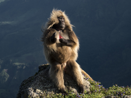 Gelada baboons, blood-breasted baboon (Theropithecus gelada), male on hillside, Semien National Park, Ethiopia, Africa