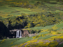 Waterfall in yellow flowering meadows, Semien National Park, Ethiopia, Africa
