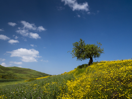 Yellow flower meadow, hilly landscape with tree, Ethiopia, Africa