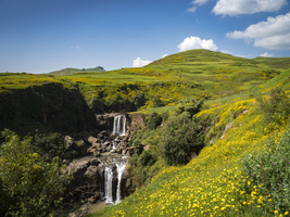 Waterfall in yellow flowering meadows, Semien National Park, Ethiopia, Africa