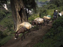 Donkey caravan, donkeys loaded with sacks on mountain path, Ethiopia, Africa