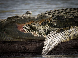 Crocodiles at Lake Chamo, Ethiopia, Africa