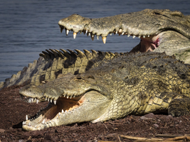 Krokodile am Chamo-See, Äthiopien, Afrika