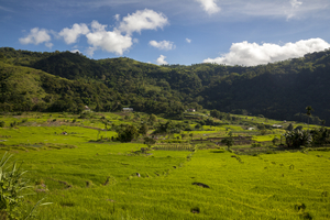 Landscape with rice fields near Moni, Flores, Indonesia