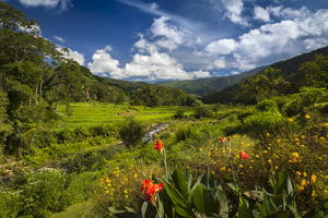 Rice fields and flowers at Moni, Flores, Indonesia