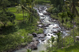 Tal mit Reisfeldern, Wildwasser Fluss, Palmen, Moni, Flores, Indonesien