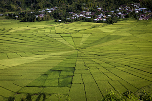 Spider rice fields, Cancar, Flores, Indonesien