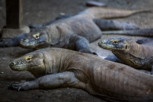 Komodo dragons, Komodo Island, Indonesia