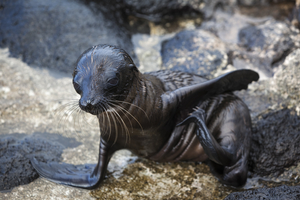 Sea lion cub (Zalophus wollebaeki), Galápagos Islands