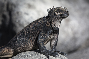 Marine iguanas on rocks (Amblyrhynchus cristatus), Galápagos Islands