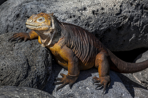 Druze head (Conolophus) or Galapagos land iguana, Galápagos Islands