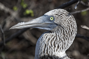 Blue-footed Booby (Sula nebouxii), Galápagos Islands