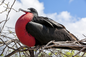 Frigate bird (Fregatidae, Fregata), Galápagos Islands