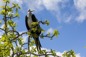 Albatross sitting in tree (Diomedeidae), Galápagos Islands