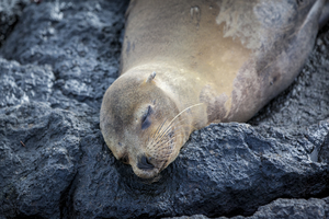 Sea lion (Zalophus wollebaeki) sleeping on rock, Galápagos Islands