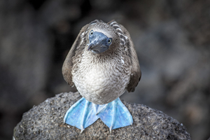 Blue-footed Booby (Sula nebouxii), Galápagos Islands