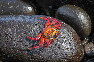 B Red cliff crab (Grapsus grapsus), Galápagos Islands