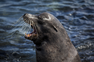 Sea lion (Zalophus wollebaeki) roaring, Galápagos Islands