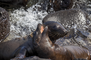 Sea lions (Zalophus wollebaeki) playing between rocks in the sea, Galápagos Islands