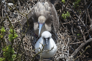 Red-footed Booby (Sula sula) with young bird in the nest, Galápagos Islands