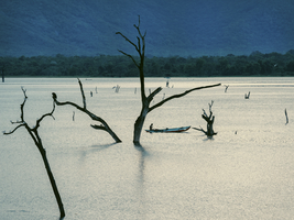 Baumstümpfe und Boot, Kandalama See, Dambulla, Sri Lanka