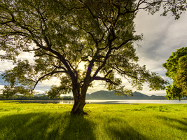 Sonnenaufgang und Sonnenstrahlen, Baum auf grüner Wiese am See, Kandalama See, Dambulla, Sri Lanka