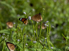 Schwarm Euploekern oder gemeiner indischer Krähen-Schmetterling (sensu stricto), Sri Lanka