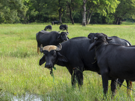 Wasserbüffel (Bubalus arnee) Herde im Gras, Sri Lanka
