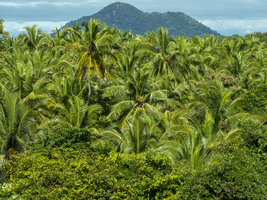 Grüne Palmen und dichter Palmenhain, Sri Lanka