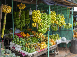 Obststand mit Bananen Stauden und Früchten, Sri Lanka